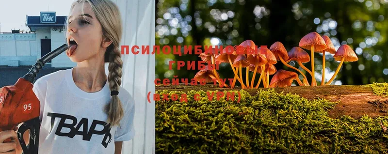 цены наркотик  Курчатов  сайты даркнета клад  Галлюциногенные грибы Cubensis 